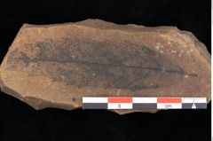 Foto (Detailsansicht) von Quercus palaeoilex Ettingshausen (NHMW-GEO-2024-0188-0888)